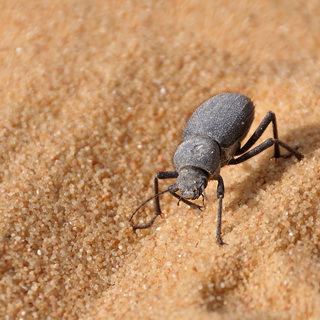 Wadi Biddendee - Beetle